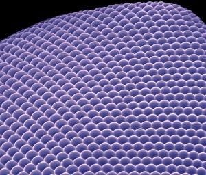 Compound Eye SEM Prints: Compound eye, SEM