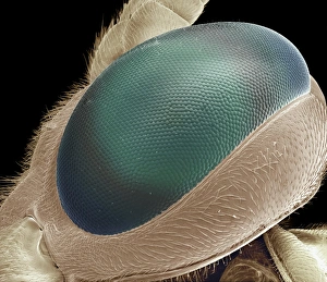 Insect Compound Eyes Prints: Compound eye of wasp, SEM