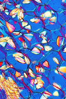 Polarized Light Microscopy Prints: Compound starch grains, light micrograph