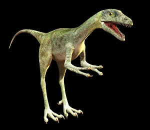 Late Jurassic Period Dinosaurs Prints: Compsognathus dinosaur