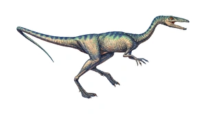 Carnivorous Dinosaurs Prints: Compsognathus dinosaur, computer artwork