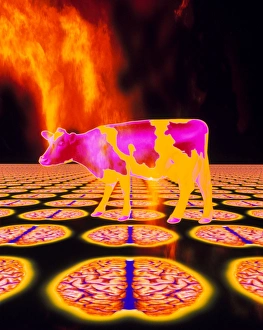 Computer art of mad cow (BSE), flames, human brain Computer art of mad cow (BSE), flames, human brain