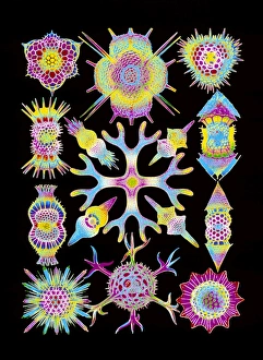 Computer art of radiolarians (from Ernst Haeckel) Computer art of radiolarians (from Ernst Haeckel)