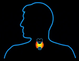 Computer art of thyroid gland on human outline Computer art of thyroid gland on human outline