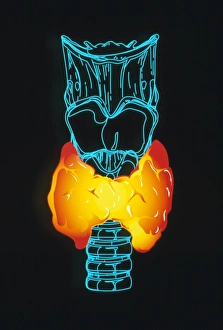 Computer art of thyroid gland on windpipe Computer art of thyroid gland on windpipe