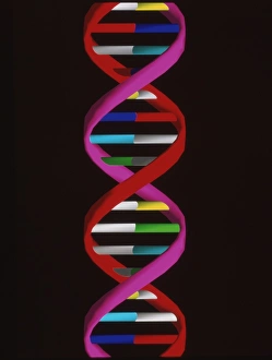 Computer artwork of part of a beta DNA molecule Computer artwork of part of a beta DNA molecule