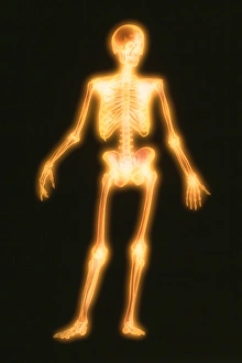Computer artwork of a healthy human skeleton Computer artwork of a healthy human skeleton
