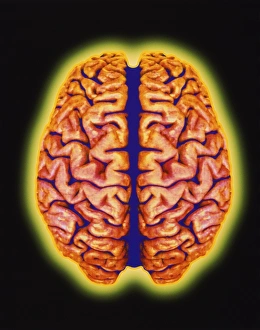 Computer artwork of the human brain (top view) Computer artwork of the human brain (top view)