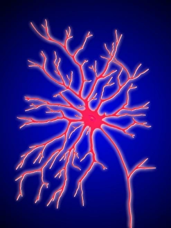 Computer artwork of a multipolar nerve cell Computer artwork of a multipolar nerve cell