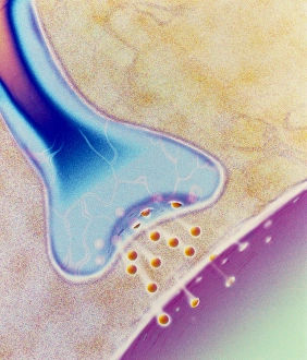 Nerve Synapse Prints: Computer artwork of a nerve synapse