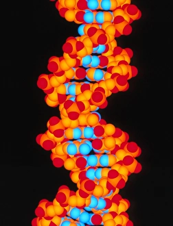 Computer artwork of a segment of beta DNA Computer artwork of a segment of beta DNA