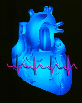Computer graphic of ECG trace on a healthy heart Computer graphic of ECG trace on a healthy heart