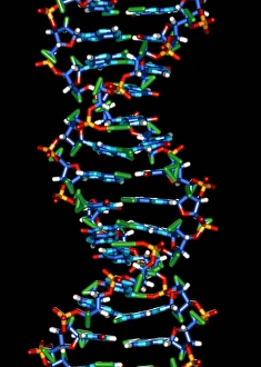 Computer graphic of a human DNA molecule Computer graphic of a human DNA molecule