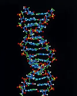 Images Dated 25th June 2004: Computer graphic of a human DNA molecule