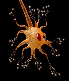Images Dated 1998: Computer Graphic Print of a Motor Neuron Nerve Cell