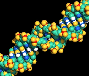 Computer graphic of a segment of beta DNA Computer graphic of a segment of beta DNA