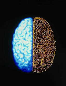Central Nervous System Prints: Computer graphic of superior surface of brain