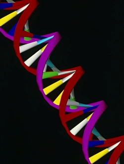 Computer representation of part of a DNA molecule Computer representation of part of a DNA molecule