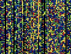 Computer screen showing a human genetic sequence Computer screen showing a human genetic sequence