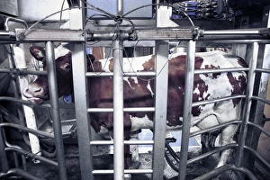 Cow Milk Production Prints: Computerised milking of cow
