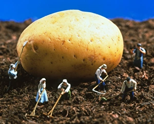 Conceptual image of genetically engineered potato Conceptual image of genetically engineered potato