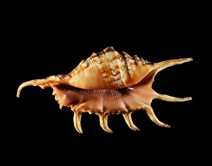 Marine Gastropod Mollusc Prints: Conch shell C019 / 1337
