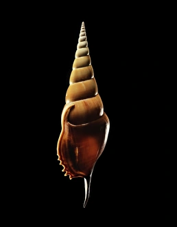 Marine Gastropod Mollusc Prints: Conch shell C019 / 1358