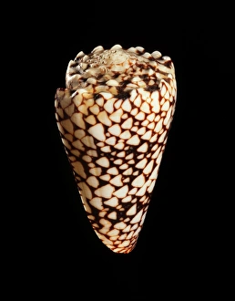 Marine Gastropod Mollusc Prints: Cone shell C019 / 1309