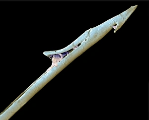 Cone shell harpoon, SEM Cone shell harpoon, SEM