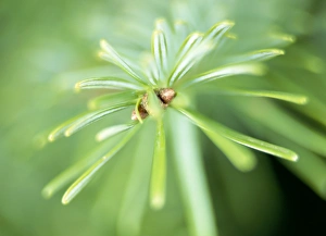 Coniferous Plants Prints: Conifer leaves