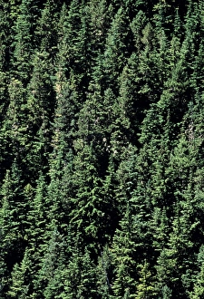 Evergreen Trees Prints: Coniferous forest