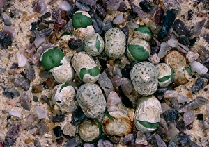 Small Succulents Prints: Conophytum minutum