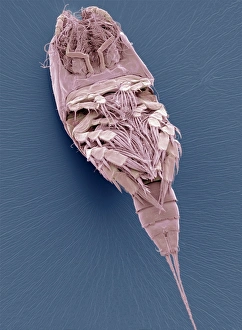 Coloured SEM Copepod Print, x130 magnification