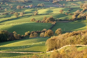 Autumn Foliage Photos Prints: Copses and fields in autumn
