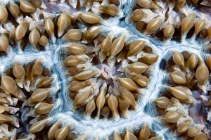 Marine Invertebrates Prints: Coral polyps