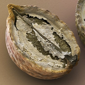 Prints of Coriander fruit. Coloured scanning electron micrograph (SEM) of a coriander (Coriandrum sativum) fruit pod cut in half Images Dated 2009 January: SEM Print of Coriander Fruit Pod