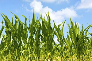 Rural Landscape Pictures Prints: Corn field F008 / 2045