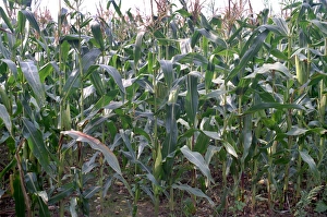 Agricultural Field Prints: Corn (Zea mays)