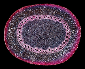 Polarised Light Microscopy Prints: Corn (Zea mays) root, light micrograph