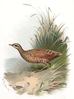 Corncrake, historical artwork Corncrake, historical artwork
