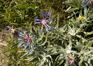 European Wildflowers Gallery Prints: Cornflower (Centaurea triumfetii)