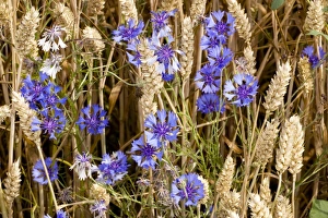 Cornflowers In Cornfield Prints: Cornflowers (Centaurea cyanus)