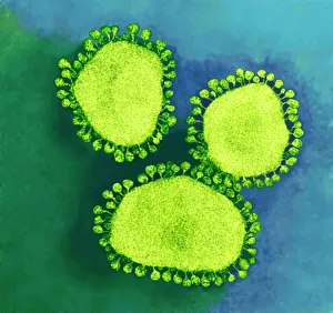 Coronavirus particles, TEM Coronavirus particles, TEM