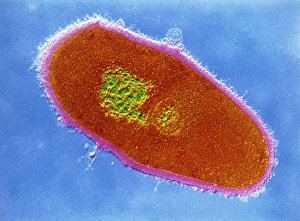 Corynebacterium minuti- ssimum bacterium Corynebacterium minuti- ssimum bacterium