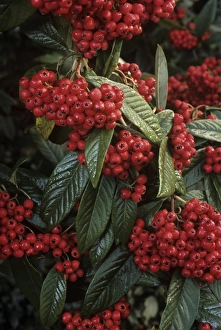 Autumn Foliage Images Prints: Cotoneaster Cornubia