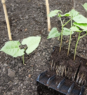 Runner bean and courgette seedlings in root trainer pots