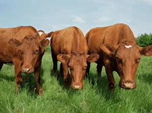 Prints of Cows (Bos taurus) grazing. Photographed in Herrfallsang, Narke, Sweden Images Dated 2007 January: Cows grazing Print, Herrfallsang, Sweden