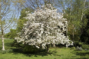 Blossoming Trees Prints: Crabapple tree (Malus sp. )