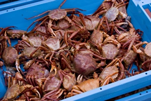 Prints of Salt-water crabs in a box on the dockside at a Spanish fishing port Images Dated 2010 June: Salt-water crabs in a box on the dockside Print