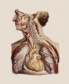 Prints of Cranial nerves, historical anatomical artwork. This neck and upper torso have been dissected to show the paths of the twelve cranial nerves (white) Images Dated 2006 October: Cranial Nerves Dissection Print